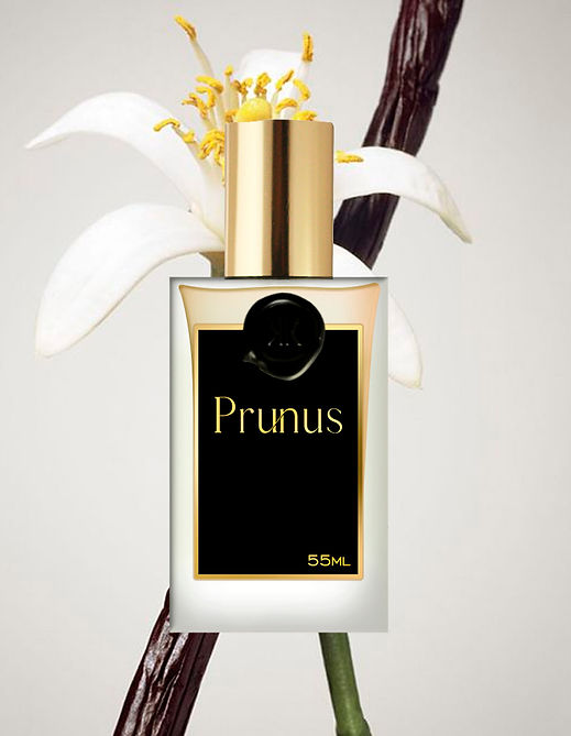 Perfume inspirado em Italica de Xerjoff