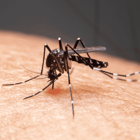 Dengue nos Condomínios: o guia para eliminar criadouros, e preservar sua comunidade