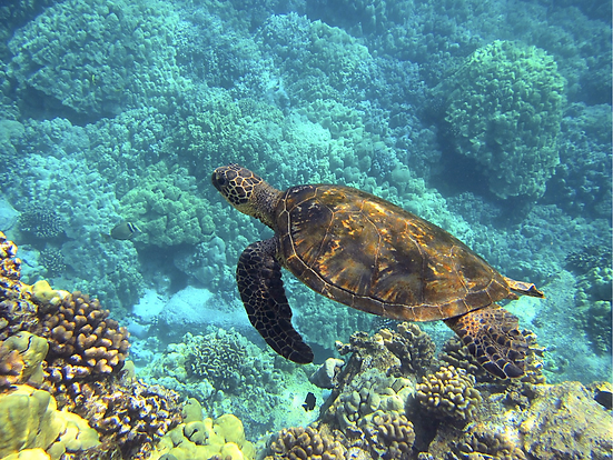 SomewhereOvertheRainbow 썸네일_서망상.png