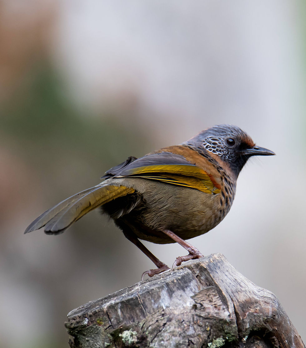 Chestnut-crowned Laughingthrush-min_edited.jpg