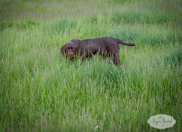 Pudelpointer Breeder | Lone Pine Pudelpointers | United States