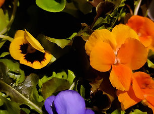 Wildkräuterrezepte | Wildkrautzauber | Renée Imesch | Merlischachen | nachhaltig | natürlich