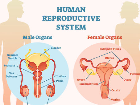 Human Reproductive System