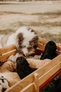 Puppies 5.JPG