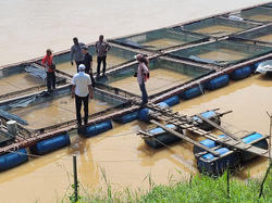With fish farmers in Bera facing extreme floods (APPGM-SDG field trip, 26.9.2022)