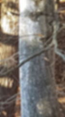 Beech scale on beech tree caries beech bark disease