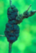 Black Knot disease on a Cherry Tree caused by Apiosporina Morbosa