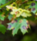 Maple Tree with Rhytisma Acerinum