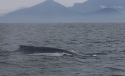 B. Sepetiba - 2021 (Baleia Jubarte)