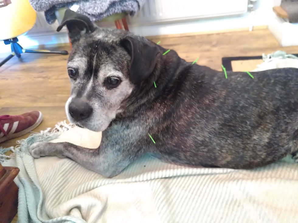 An older dog lying on a bed receiving acupuncture treatment