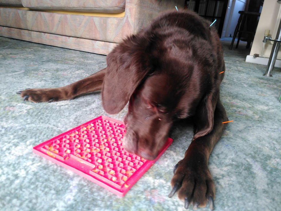 Chocolate labrador undergoing acupuncture treatment while licking a lick mat
