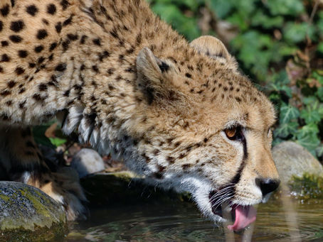 A fresh look at how we feed cats for #cathealthmonth