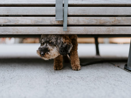 What is Separation Anxiety and how can it be managed?