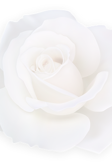 LINKS EAL ee ROSE_edited.png