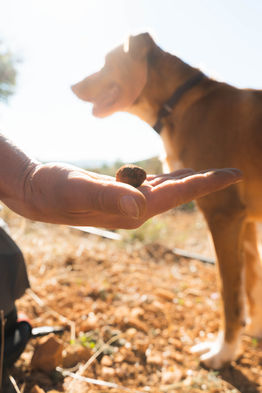 Perro con trufa negra