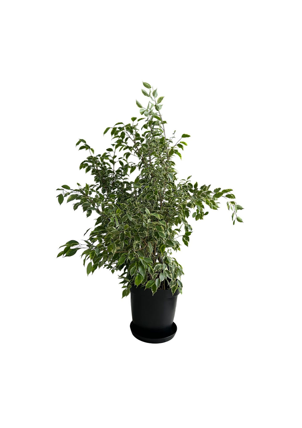Ficus Benjamina Golden King Bush
