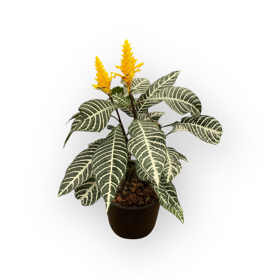 Aphelandra squarrosa