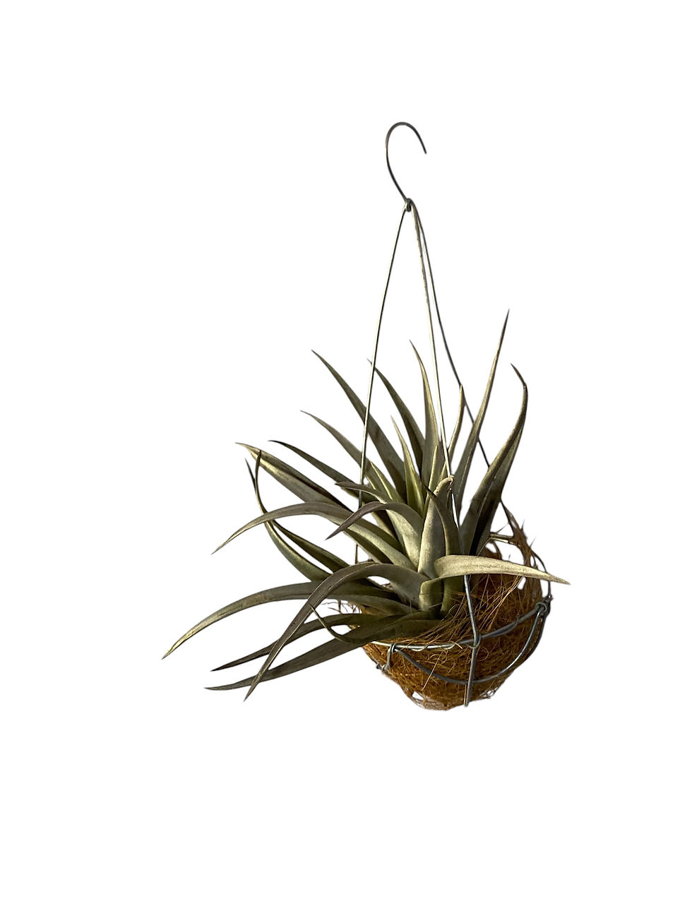 Tillandsia in Wire Basket