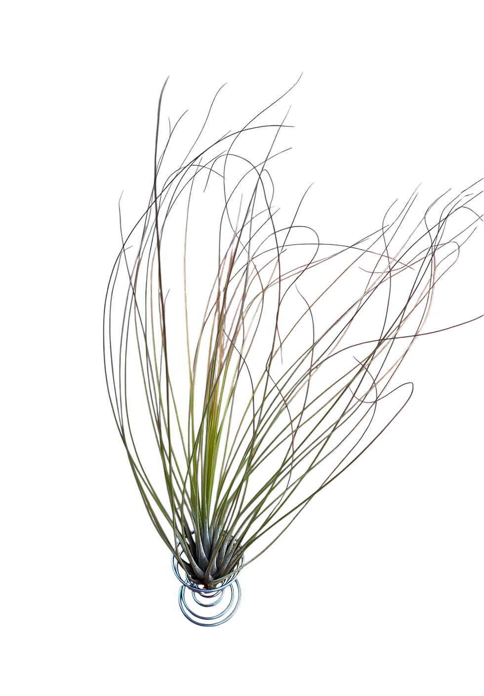T.juncea