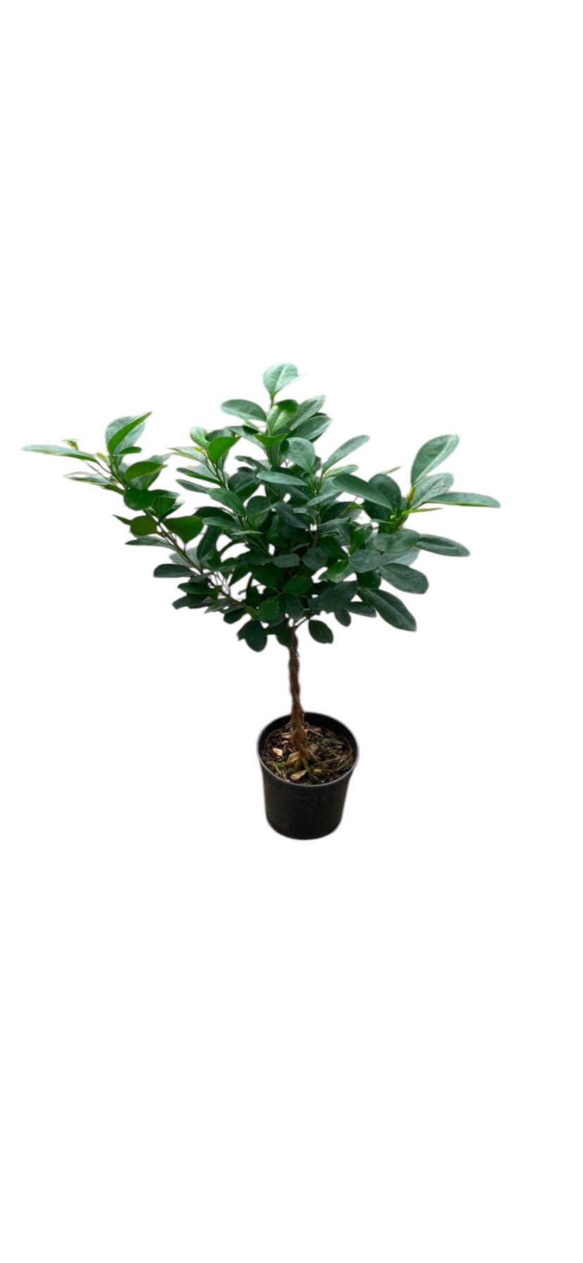 Braided Ficus Moclame