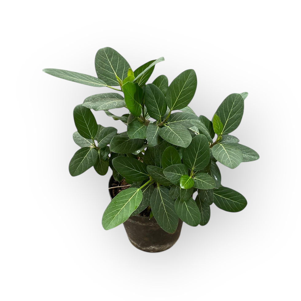 Ficus Audrey