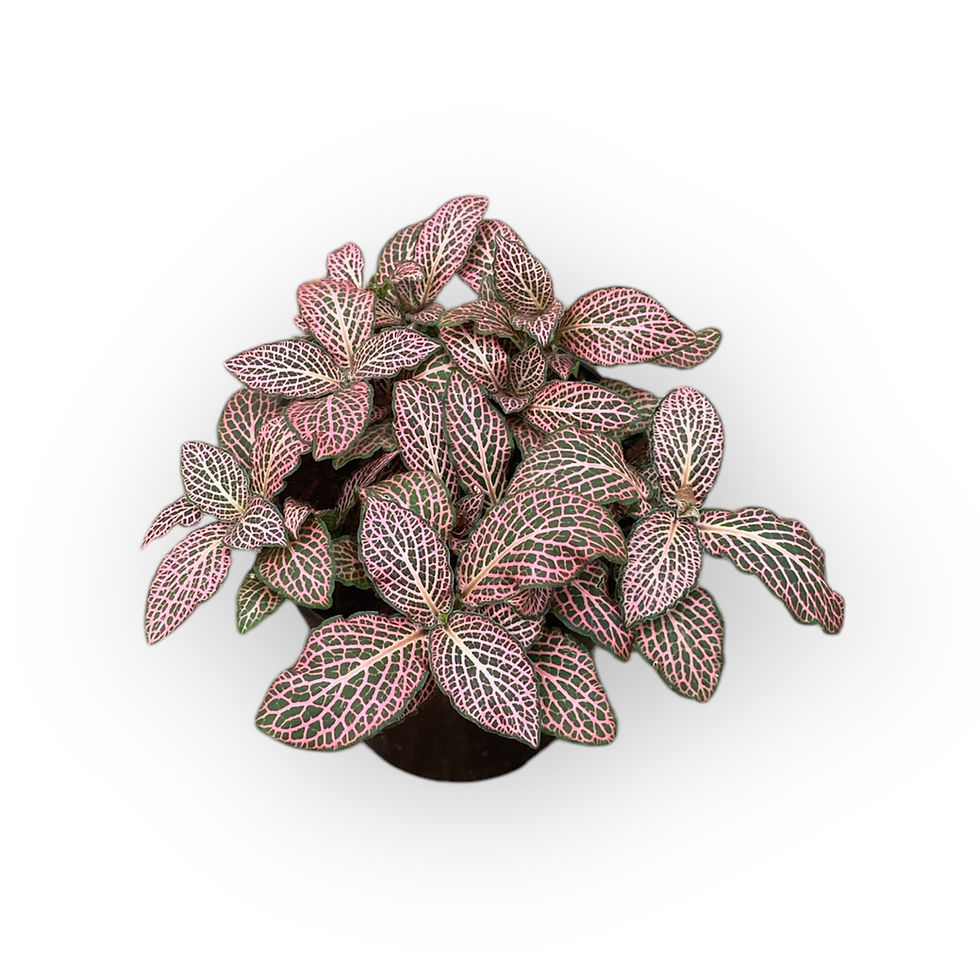 Fittonia