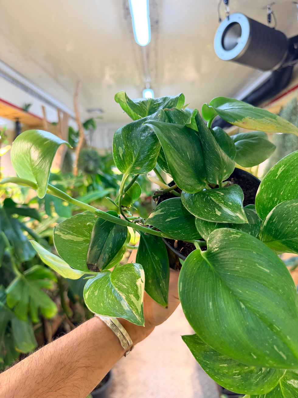 Thumbnail: Scindapsus 'Rubicon'  - 12cm/45-55cm