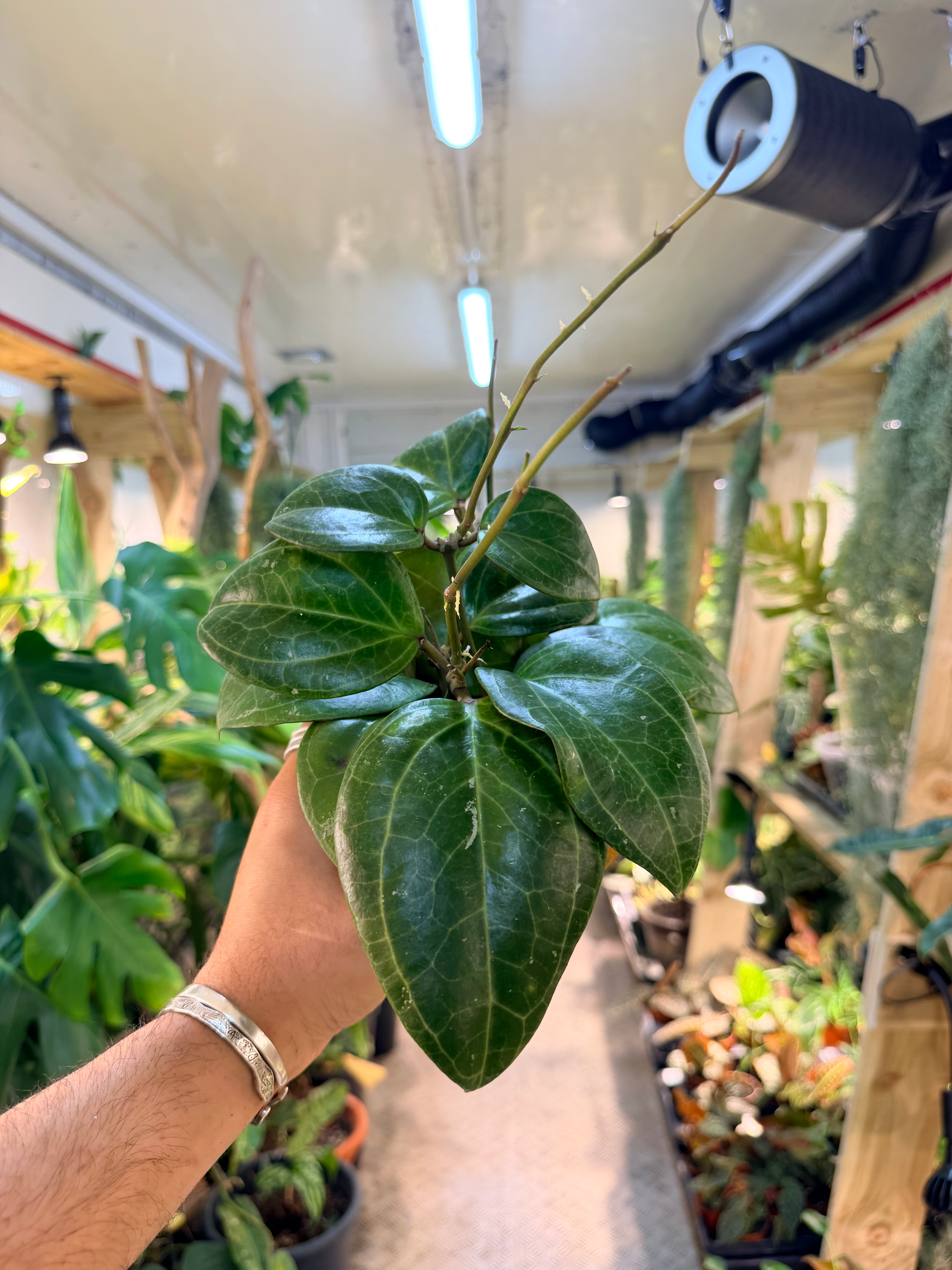 Hoya finlaysonii ‘Sarawak’ - 12cm/10-15cm