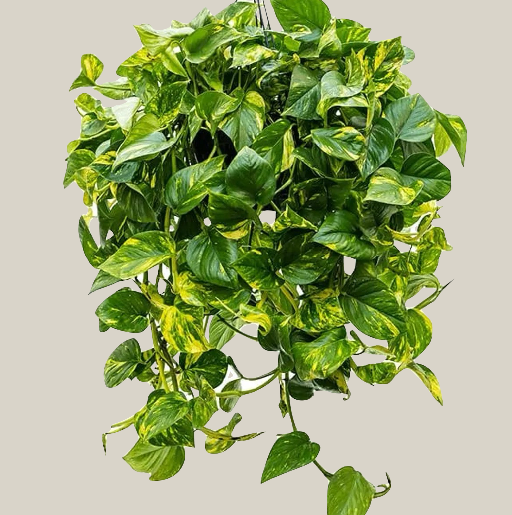 Epipremnum pinnatum 'Aureum' - 25cm/ 100-130cm