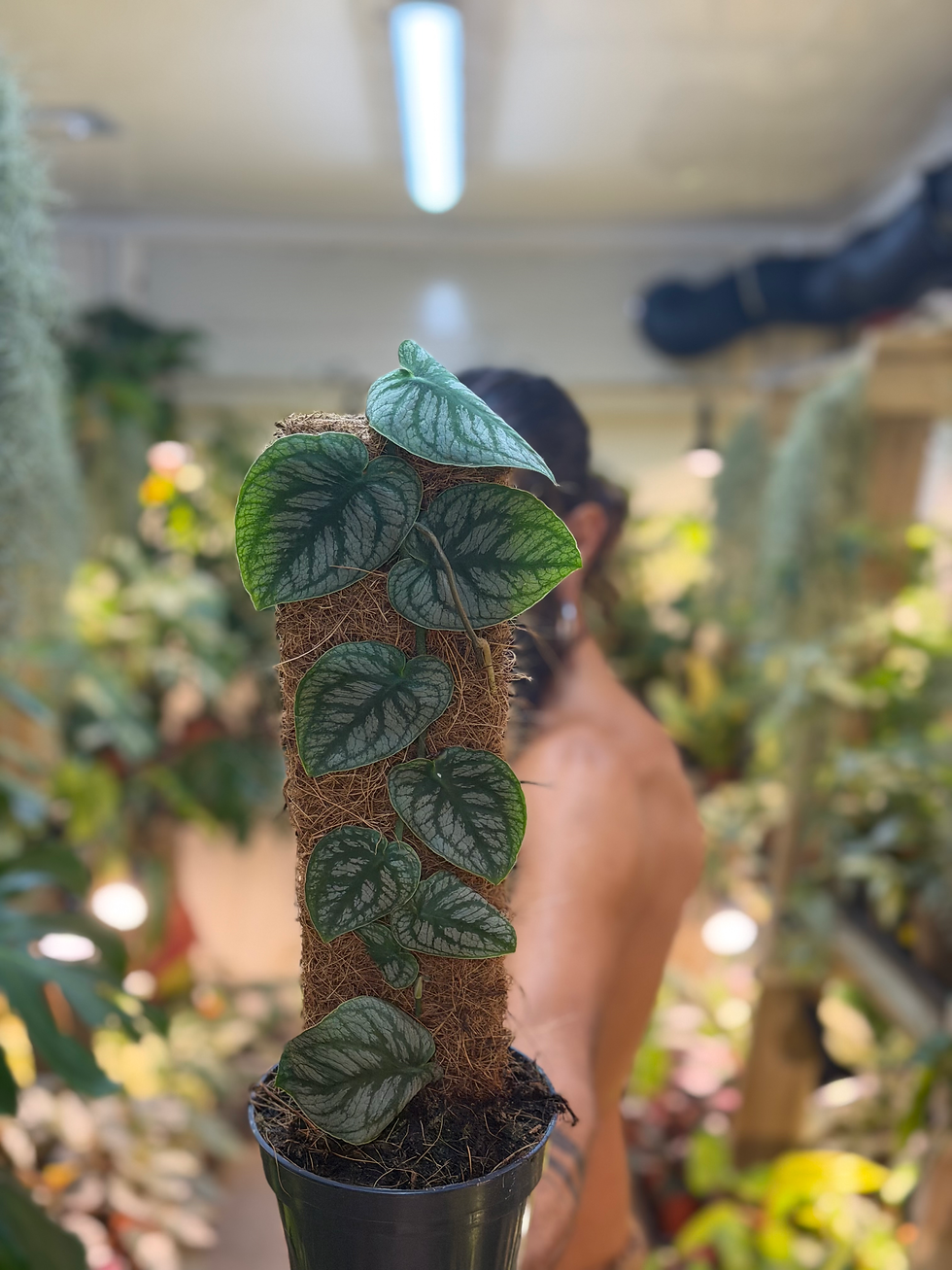Juvenile Monstera dubia climbing a moss pole with silver patterned leaves pressed closely against the surface.
