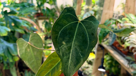 Anthurium Dark Mama x Ace of Spades - Looks Like It Was Forged In A Gothic Jungle