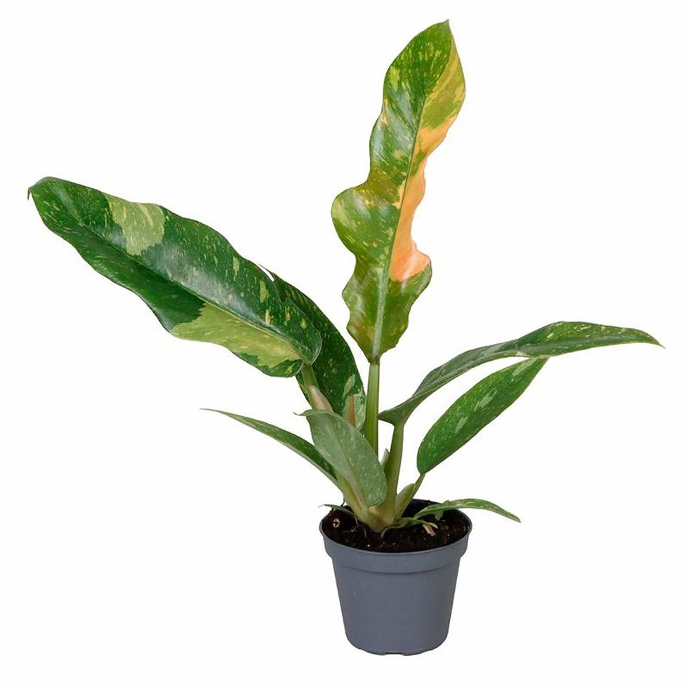 Philodendron Ring of Fire houseplant