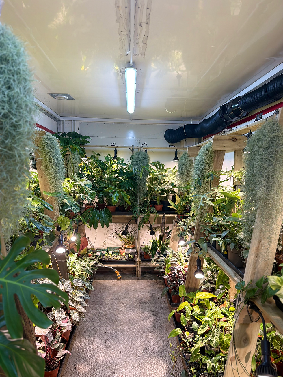 Rare tropical houseplants displayed inside The Plantaholic Haven in Worcestershire, with Philodendrons, Monsteras and collector's plants ready to choose in person.