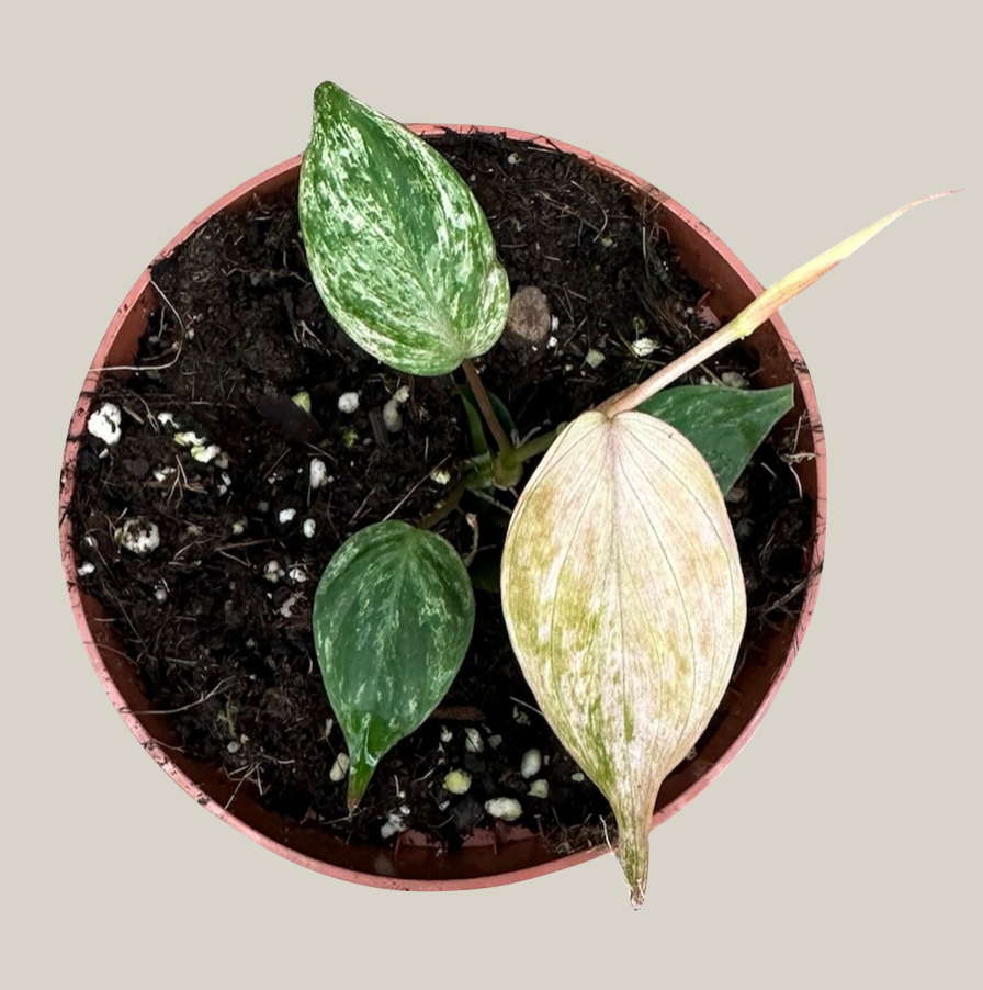 Philodendron scandens micans 'Marble Variegata'  - 10.5cm/10cm