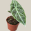 Thumbnail: Alocasia 'Watsoniana Big Form' - 10.5cm-20-30cm