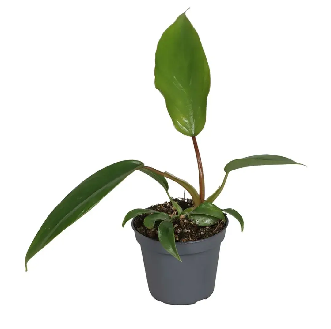 Philodendron mayoi - 6cm pot / 10cm+