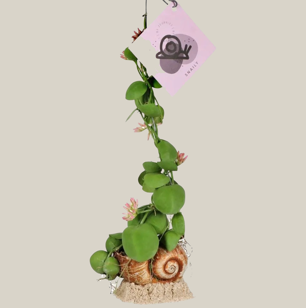 Dischidia pectenoides ‘Snaily’ - 8cm/35-45cm