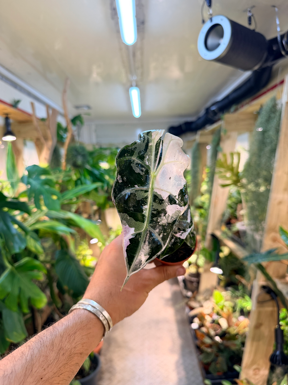 Thumbnail: Alocasia 'Polly Variegata' - 7cm-10-12cm