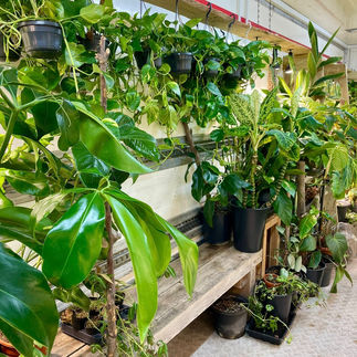 A cosy jungle nook inside a shipping container, overflowing with exotic greenery and natural light.
