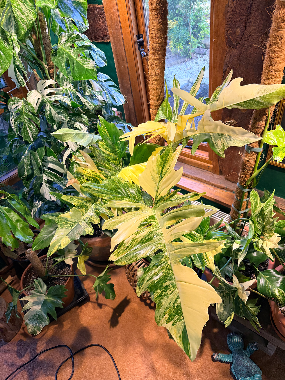 Thumbnail: Philodendron ‘Kitina’ - 25cm/100-120cm