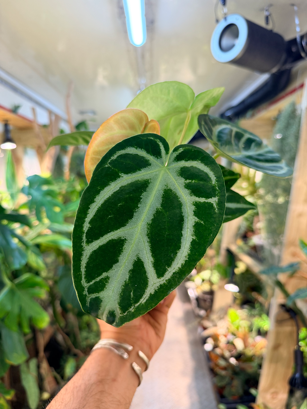 Thumbnail: Anthurium crystallinum 'Silver Blush' - 12cm/30-35cm