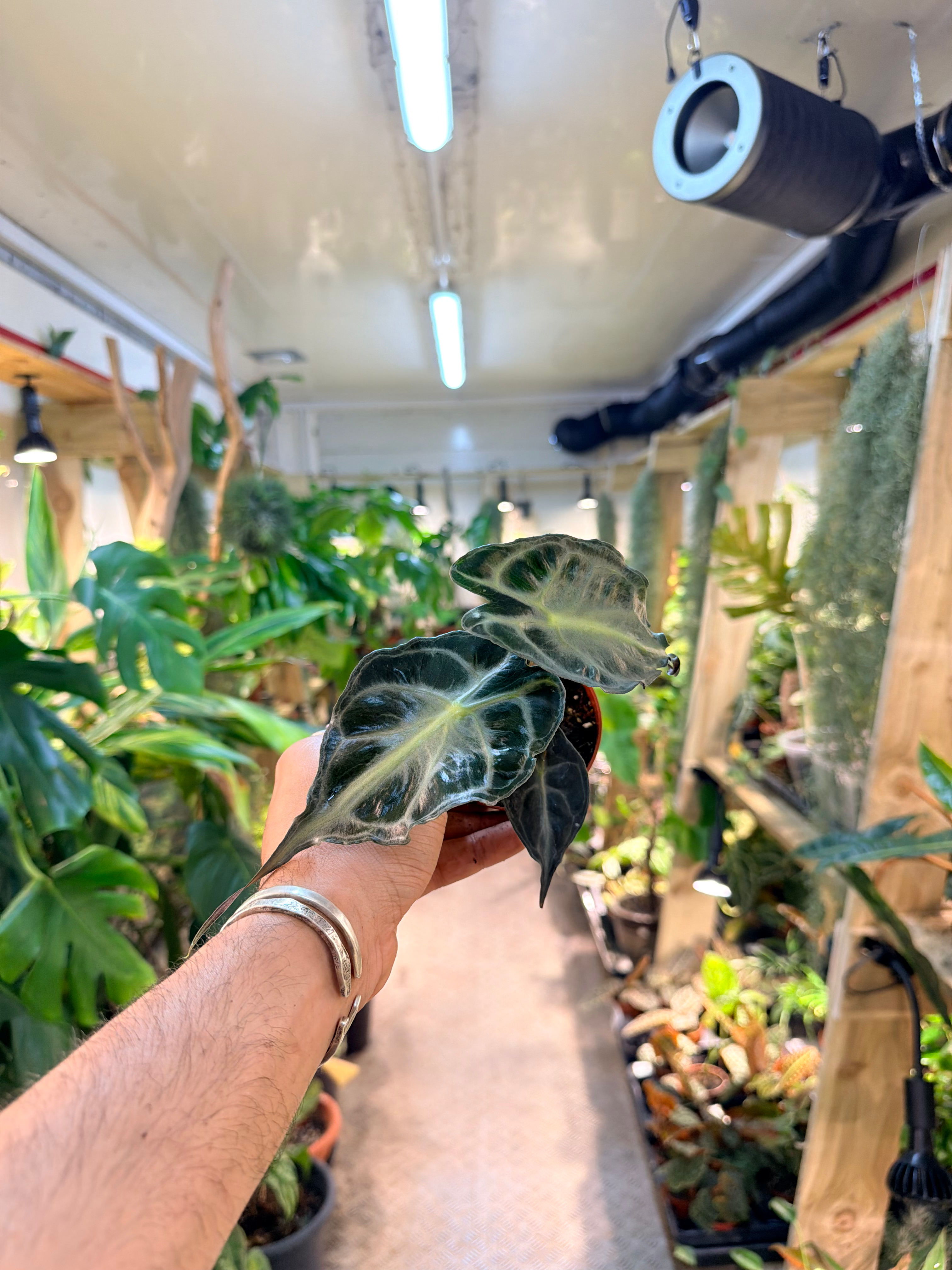 Alocasia ‘Venom’ - 8cm-15-20cm