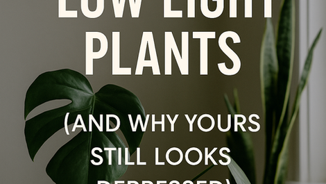 The Truth About ‘Low Light Plants’ (And Why Yours Still Looks Depressed)