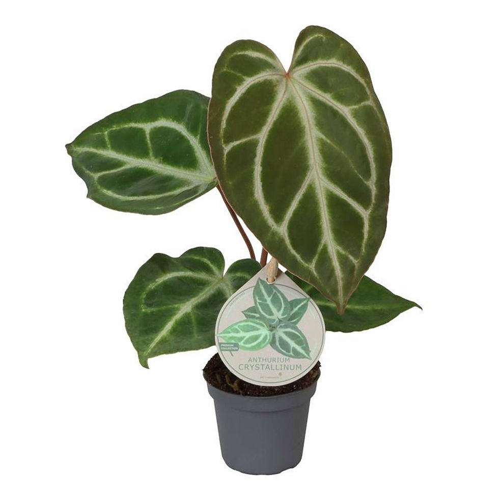 Anthurium crystallinum houseplant