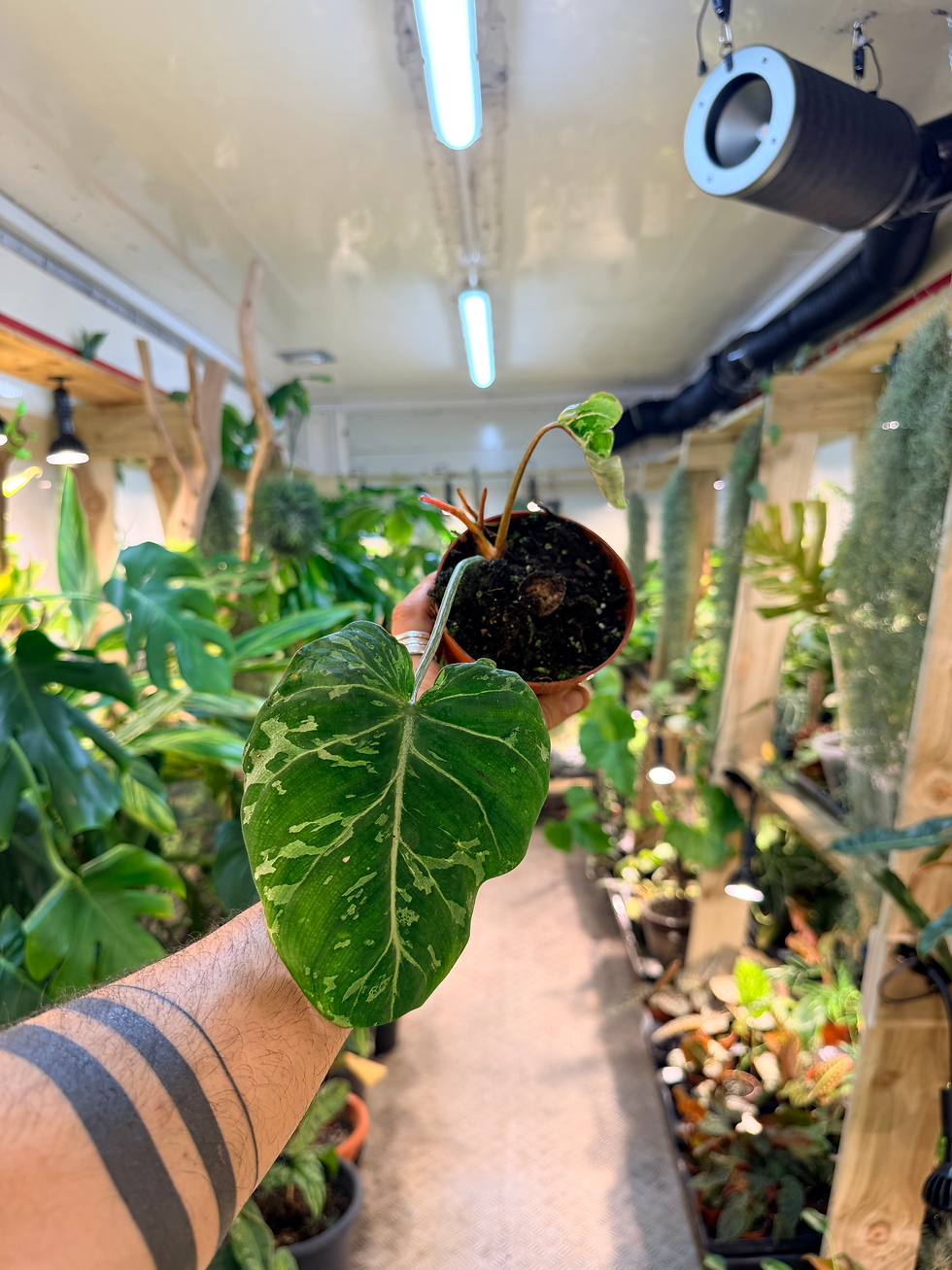 Thumbnail: Philodendron gloriosum 'Snow Leopard' - 10.5cm/20-25cm