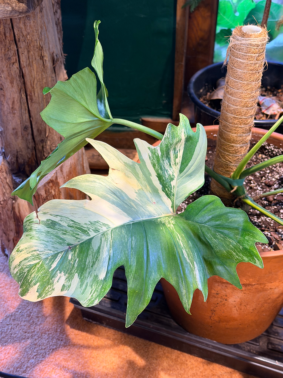 Thumbnail: Philodendron Florida Beauty × P. mayoi  - 25cm/50-60cm
