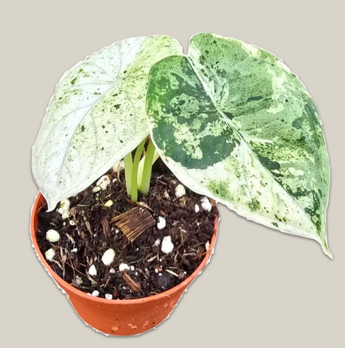 Alocasia 'Dragon Scale Variegata' - 7cm-10cm | BeardedPlantaholic