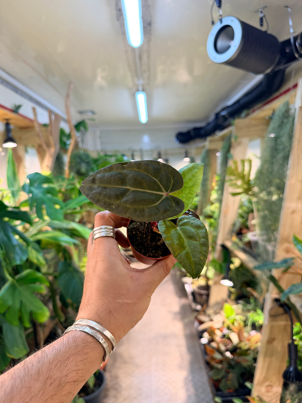Thumbnail: Anthurium Ace of Spades x Papillilaminum  - 7cm/10-15cm