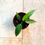 Thumbnail: Philodendron spiritus-sancti  - 10.5cm/25cm