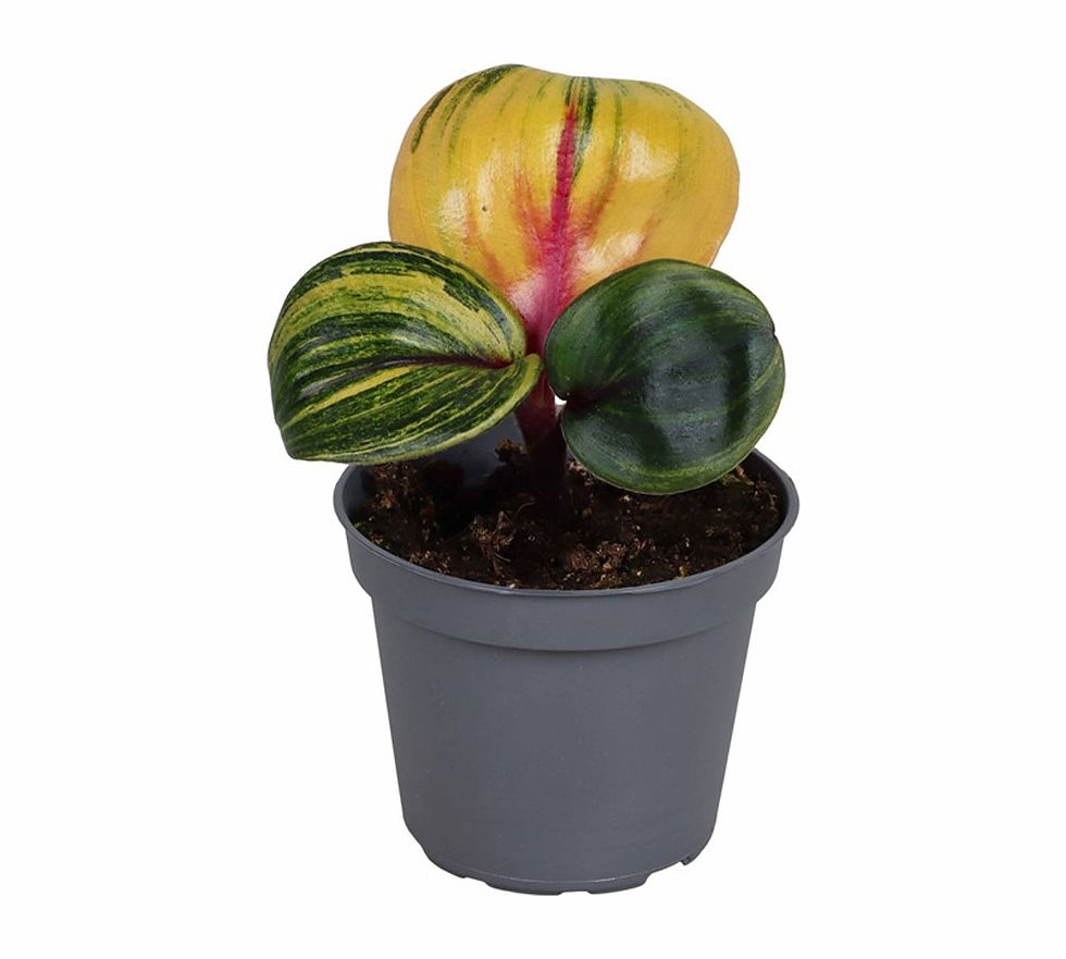 Geogenanthus ciliatus houseplant